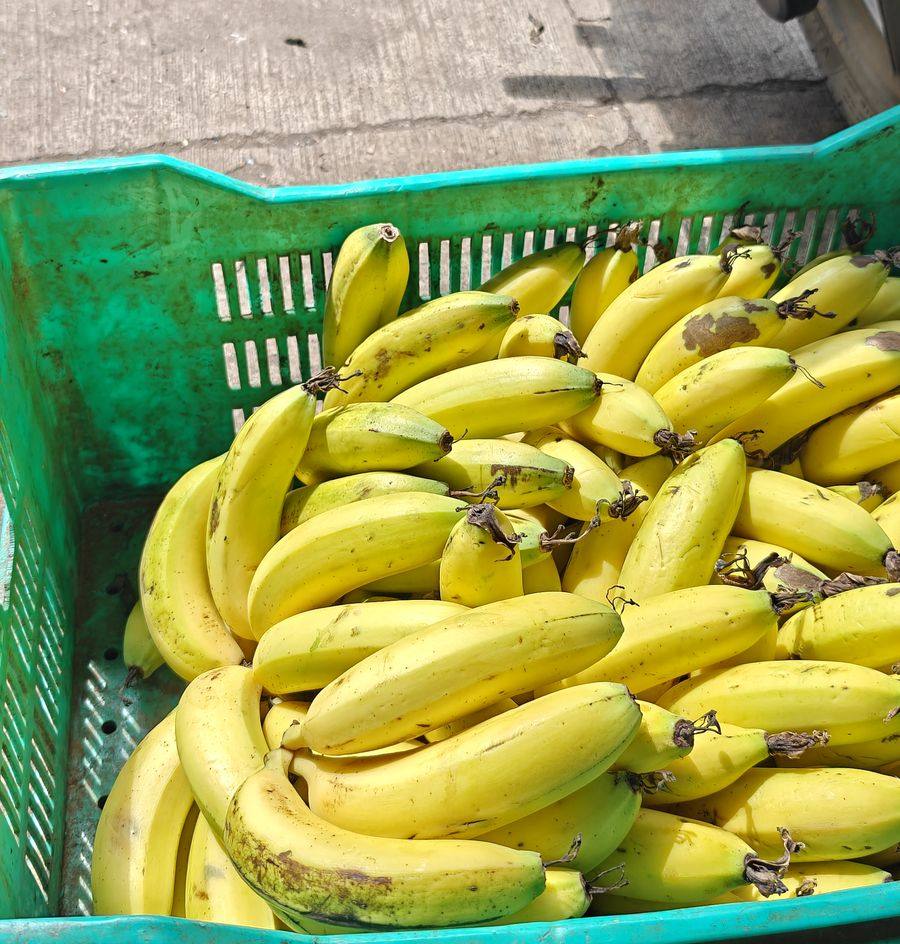 Cavendish bananas, ripened